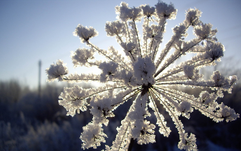 frozen, springtime, petaled, branch, summer, fluffy, hoarfrost, dandelion, flowering plant, coniferous tree, blue, sunlight, fir tree, weather, light - Natural Phenomenon