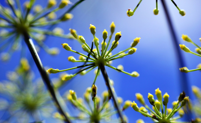 flowering plant, petal, close-up, green color, flower head, planta, flower, day, Nature, beauty in nature, erva, bud, Flowers, blue, plant stem, no people