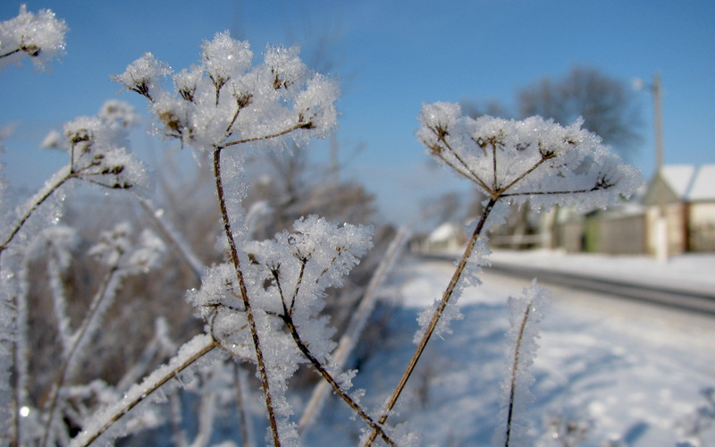 land, close-up, hoarfrost, season, winter, white color, weather, flower, anne, outdoors, 2K, fennel, rural Scene, plant stem, frozen, lace, springtime
