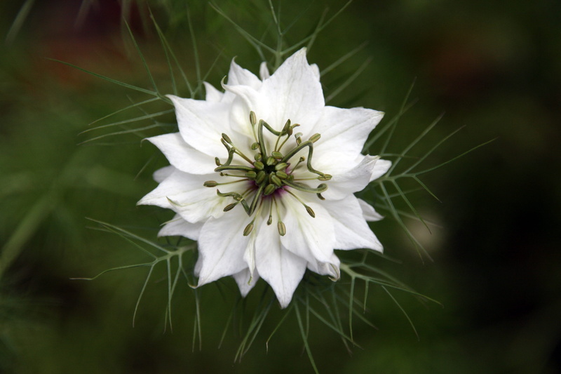 softness, fresh, white color, Respect, selective, White, pollen, 4K, photography, seasoning, growth, nature, habbatus sauda, plant, branch, healthy, flower head