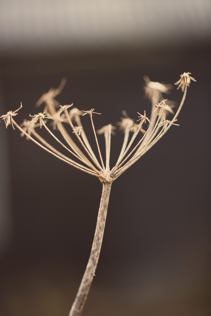 dried plant, spindle, nature, dry, seed head, single, fragility, dark background, dead plant, plant stem, flowering plant, wood - material, wilted plant