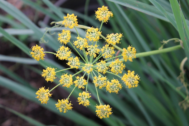 flowering plant, close-up, leaf, flower head, yellow, summer, nature, no people, 4K, petal, day, growth, beauty in nature, herb, fragility, plant, floral pattern