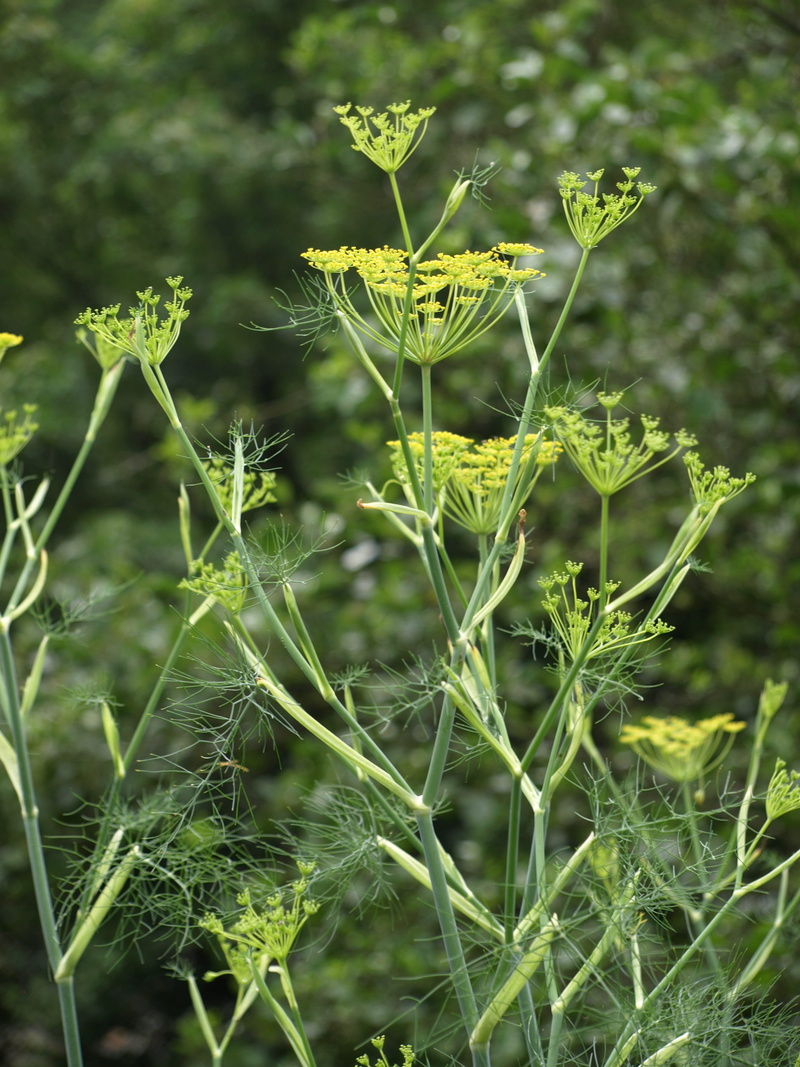 focus on foreground, plant, freshness, summer, vegetable, land, flowering plant, fragility, Fennel, nature, fennel flower, beauty in nature, leaf, vulnerability