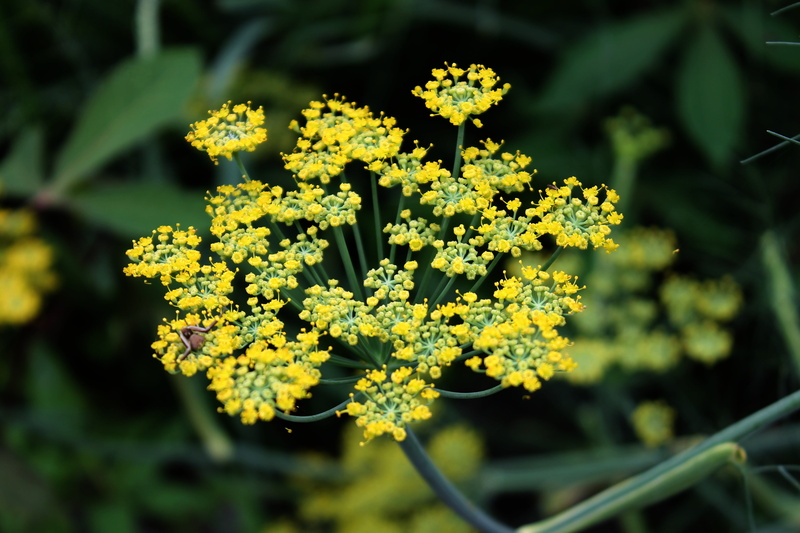 nature, growth, petaled, food, food and drink, focus, photography, fennel, plant part, flower, herb, vulnerability, vegetable, plant, day, flowering plant