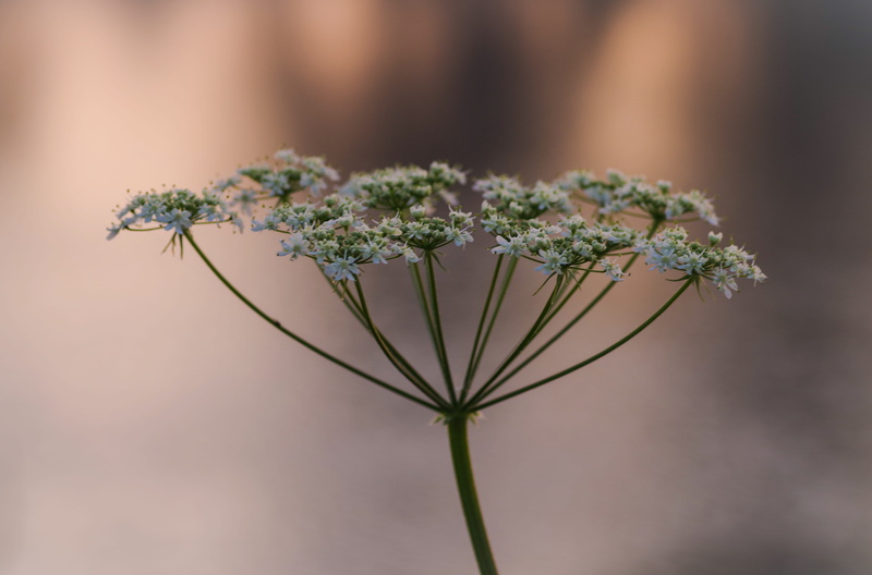 nature, flower pot, 4K, plant stem, vulnerability, warm colors, focus on foreground, growth, flowering plant, closeup, leaf, plant, selective focus, outdoors