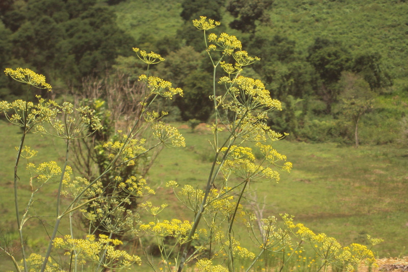 vegetation, flower, environment, forest, focus on foreground, mato, 2K, brazil, outdoors, field, brazilian plant, close-up, land, leaves, flowers, botanist