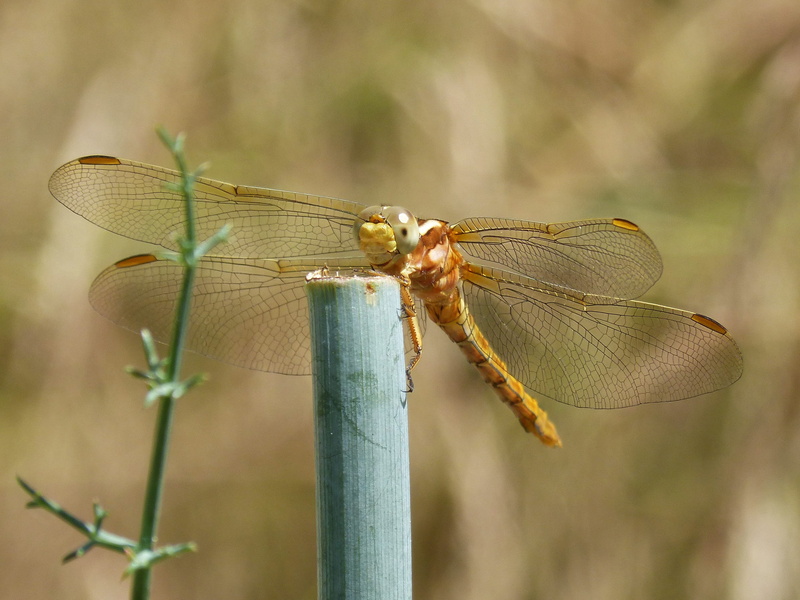beauty, side view, animal wildlife, one animal, animal, beauty in nature, golden dragonfly, nature, aquatic environment, day, sympetrum fonscolombii, animal themes