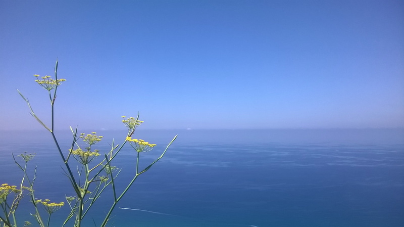 water, calabria, freshness, copy space, fennel, clear sky, day, plant, no people, horizon, nature, outdoors, space, scenics - nature, sea, beauty in nature