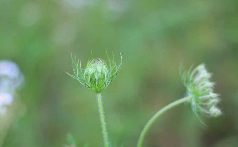 fragility, plant stem, 5K, sepal, nature, selective focus, plant, health, flower, outdoors, fresh, herb, growth, beauty in nature, green, focus on foreground