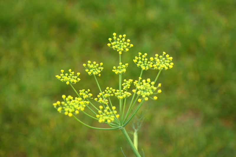day, inflorescence, 5K, fragility, selective, positive emotion, herb, growth, vulnerability, kaithal nickel, flowering plant, nature, yellow, flower, foeniculum vulgare
