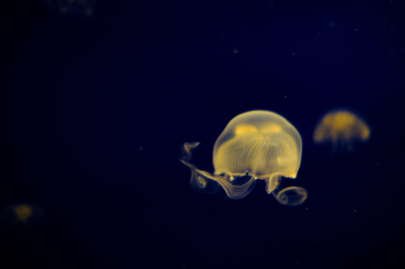 florida, aquarium, jellyfish, outdoors, undersea, luminosity, orlando, fish, no people, animal themes, one animal, nature, animals in the wild, marine