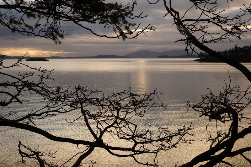no people, trees, branch, bare tree, 5K, sunset, tree, teddy bear cove, dead plant, islands, tranquility, tranquil scene, northwest, sky, chuckanut drive