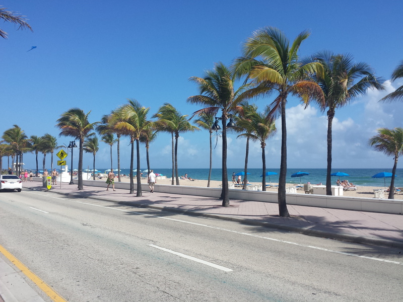 transportation, road, palm tree, tropical climate, near, blue, outdoors, tree, people, beach, water, walking, miami, 4K, nature, sky, coconut palm tree