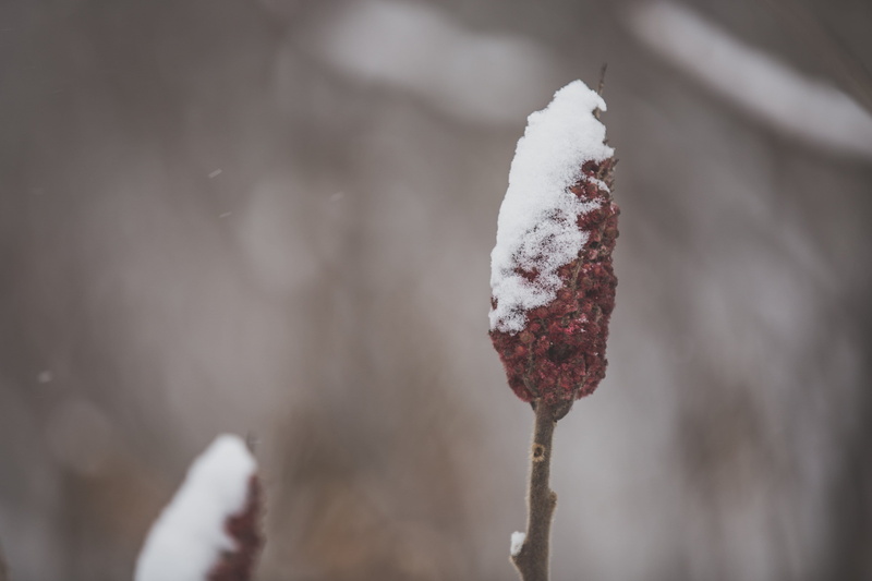background, spring, closeup, botany, flower, snow covered, close, bloom, organic, deciduous, smoke - physical structure, color, fall, twig, no people, cold temperature