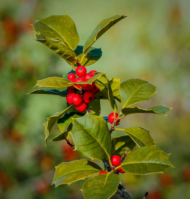red berries, close-up, autumn, food, Berries, green Color, daytime, evergreen, healthy eating, red, plant, growth, berry, ripe, wellbeing, Ilex, bush, season