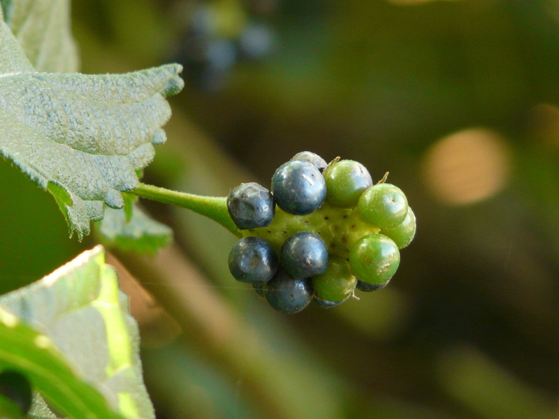 lantana, freshness, food and drink, nature, lantana camara, ornamental plant, beauty in nature, black, growth, food, no people, verbena greenhouse, garden