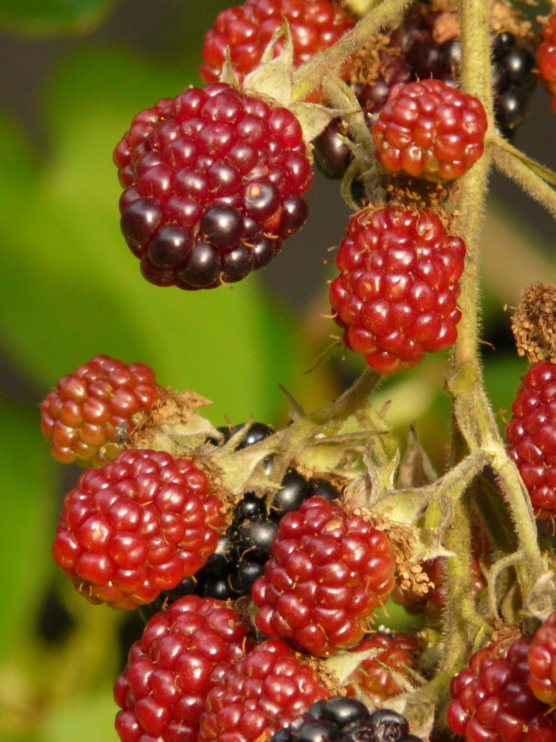 juicy, fruit, immature, day, raspberries, raspberry, blackberry - fruit, no people, selective focus, focus on foreground, freshness, red currant, blackberries