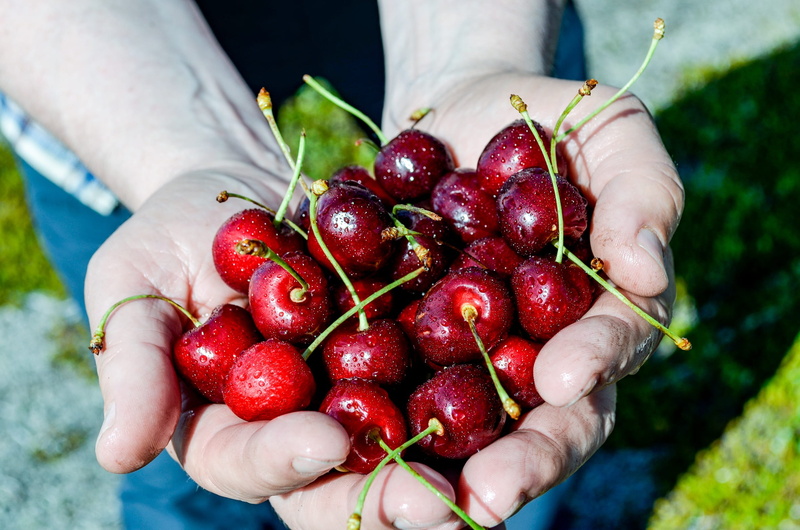 useful plant, close-up, holding, hands cupped, berry fruit, freshness, human hand, plant, organic, hand, ripe, healthy eating, sweet, fresh, agriculture