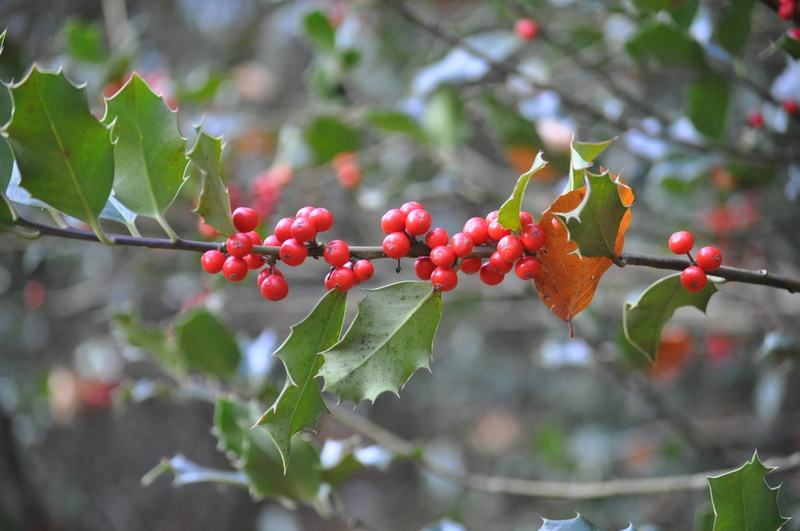 beauty in nature, no people, 2K, plant part, leaf, green color, food, birds, seeds, nature, holly, shrub, freshness, tree, berry fruit, focus on foreground