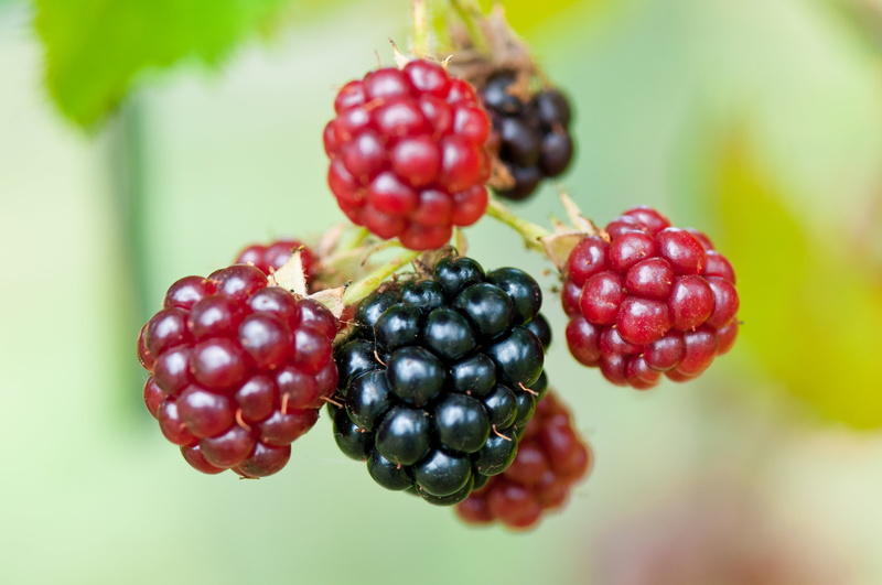 leaves, natural condition, day, sweet, healthy eating, growth, tree, 4K, close-up, harvest, raspberries, raspberry, red, delicious, fruits, edible, wellbeing