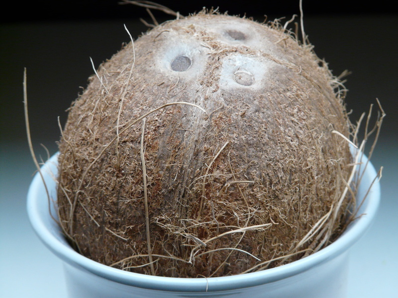 nature, Holes, plant, egg, eat, food and drink, Germ, palm, Coconuts, bird nest, drupe, animal nest, bird, animal egg, vertebrate, mediterranean, stone bowl