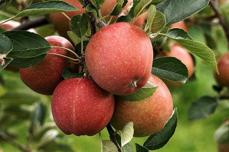 apple, food, nature, food and drink, organic, garden, vitamins, green color, growth, summer, branch, apple - Fruit, fruits, wellbeing, focus on foreground