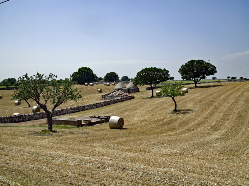 italy, tree, landscape, farm, puglia, scenics - nature, plant, growth, 2K, no people, grass, field, environment, rural scene, outdoors, agriculture, land