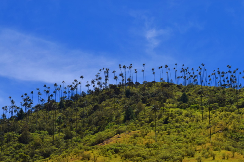 no people, woodland, growth, mountain, coniferous tree, forest, land, Valley, pine woodland, blue, Salento, tree, Cocora, tranquility, 5K, sky, tranquil scene