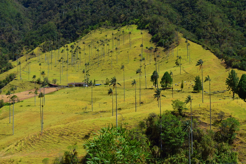 lush foliage, cocora, land, nature, environment, silhouettes, rural scene, scenics - nature, valley, plant, landscape, outdoors, tranquil scene, high angle view