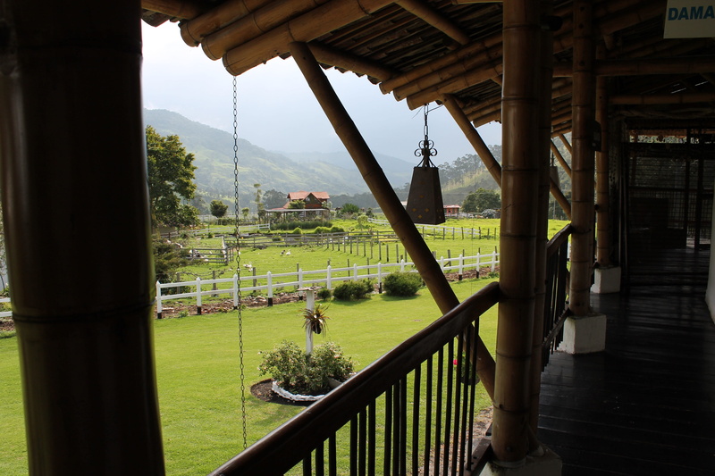 quindio, grass, real people, leisure activity, green color, 4K, plant, valley, group of people, landscape colombian, metal, tree, railing, men, built structure