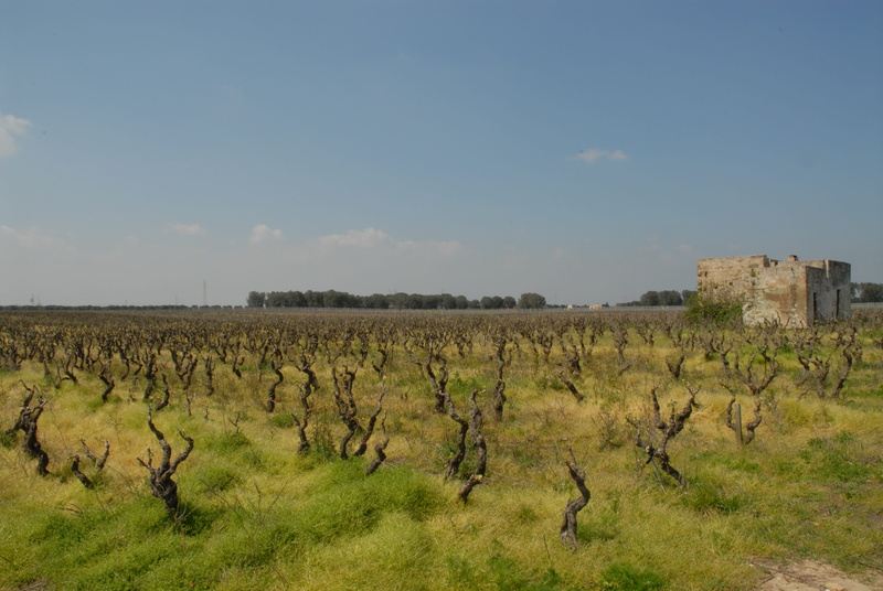 nature, scenics - nature, outdoors, field, land, cultivation, negroamaro, grass, screw, landscape, environment, 4K, plant, sky, campaign, no people, tranquil scene