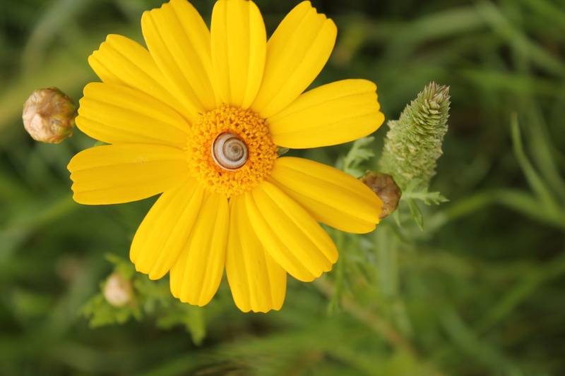 italy, yellow, flowers, inflorescence, beauty in nature, flower, corn marigold, salento, 4K, no people, flora, fragility, outdoors, nature, pollen, flowering plant