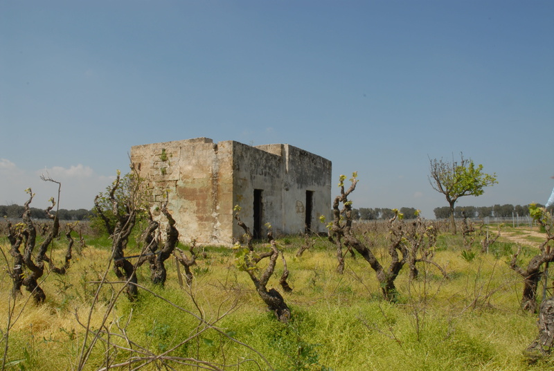 ruined, history, copy space, abandoned, tree, rural house, sky, land, cultivation, vine, built structure, old, deterioration, culture, the past, screw