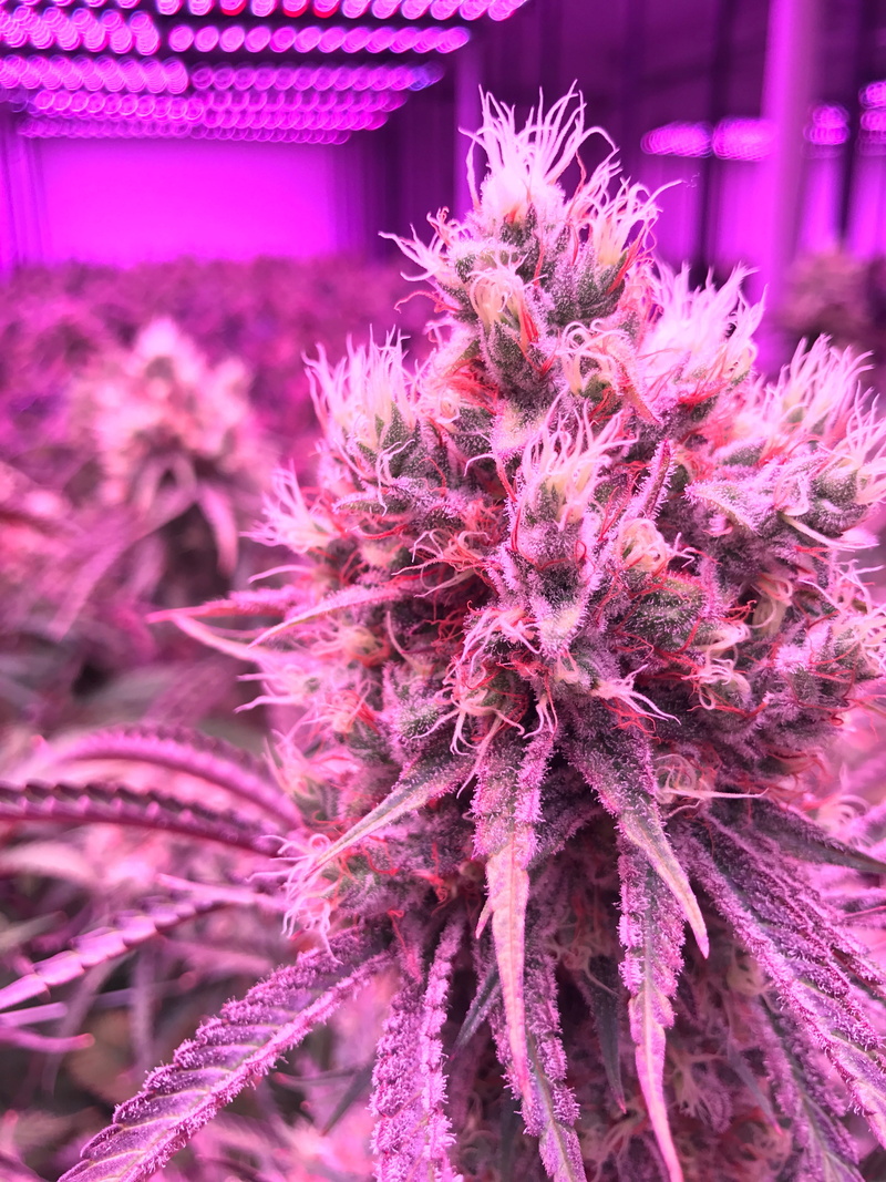 focus on foreground, nature, freshness, outdoors, close-up, weed, cannabis, growth, day, marijuana, purple, inflorescence, plant, flower, fragility, flower head
