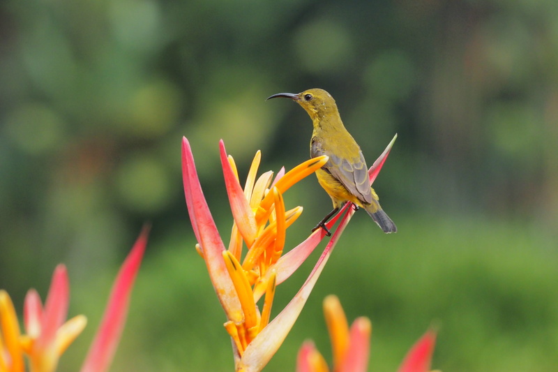 beauty in nature, animal wildlife, beautiful, small, bird, flower head, 4K, sunbird, pollination, perching, cute, hummingbird, one animal, vertebrate