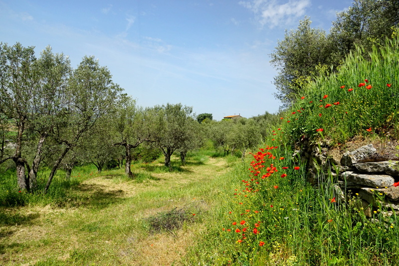 sky, tree, scenics - nature, landscape, land, growth, klatschmohn, tranquility, blue, beauty in nature, trees, 5K, field, olive trees, grass, outdoors