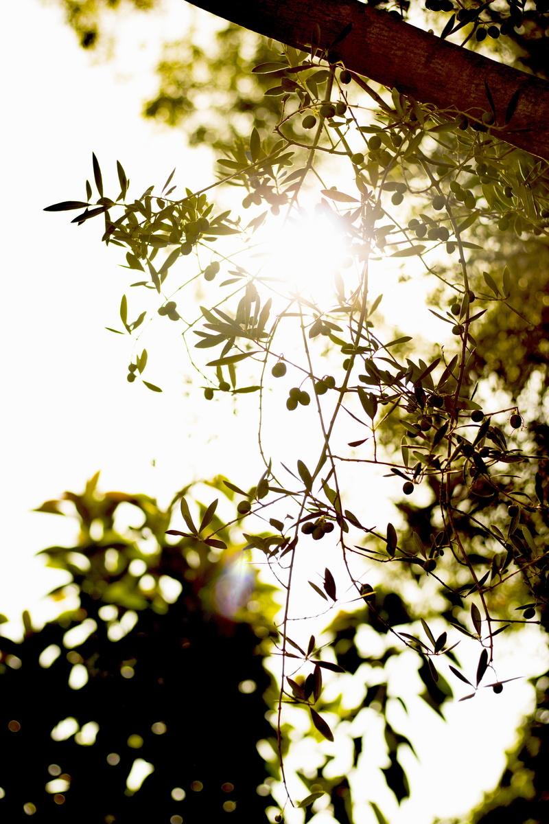 sky, greens, focus on foreground, flower, close-up, branch, sunlight, plant, garden, day, beauty in nature, olive, nature, olives, no people, food, outdoors