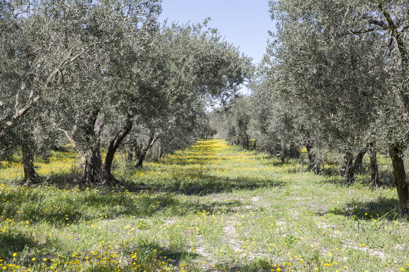 south, no people, diminishing perspective, garden, scenics - nature, tranquil scene, beauty in nature, land, tranquility, the way forward, olives, growth