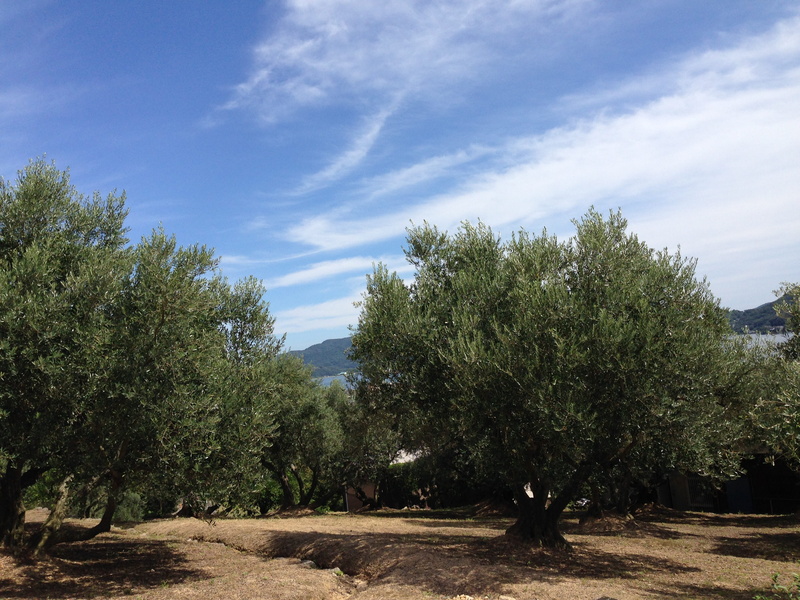 green color, no people, september, sky, day, tranquility, landscape, land, tree, shodoshima, environment, olive garden, outdoors, autumn, olive tree, sunlight