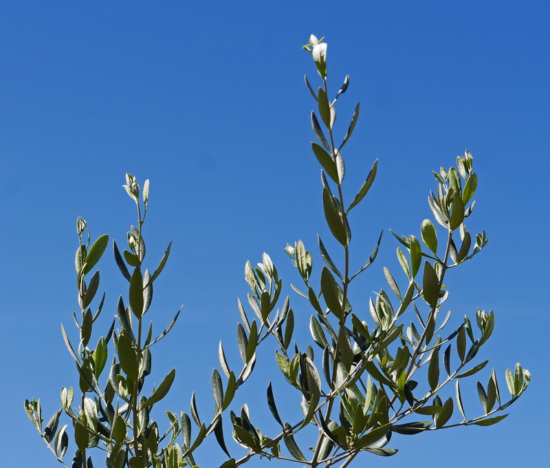 nature, plant part, bird, no people, olive branches, plant, clear sky, sky, olive garden, green color, day, low angle view, sunny, growth, tree, leaf, leaves