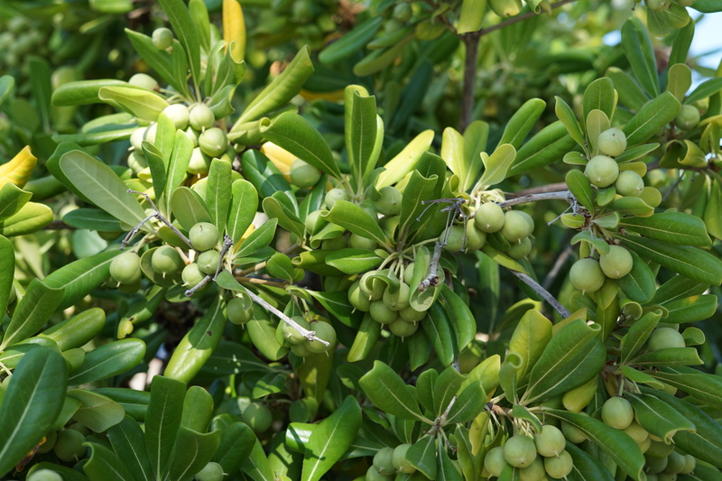 green, food, market, plant part, beauty in nature, vegetable, leaf, tree, freshness, plant, healthy eating, greek, island, lesbos, vegetarian, wellbeing