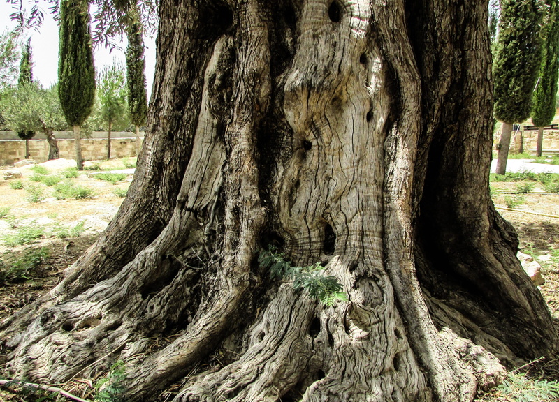 plant, tree, green Color, rough, olive, tree Trunk, close-up, bark, tranquility, no people, environment, Nature, sunlight, root, green, woodland, forest