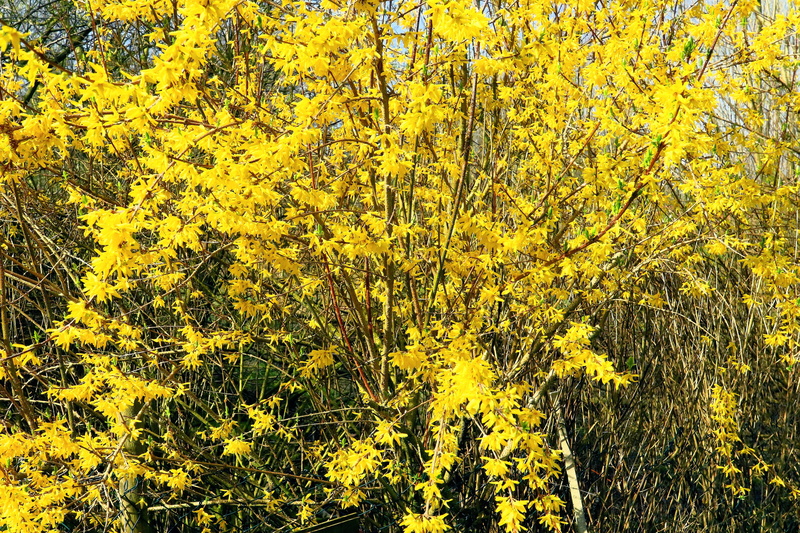 green color, tranquility, ornamental shrub, growth, yellow, 5K, day, gold lilac, vulnerability, freshness, bush, no people, olive crop, scenics - nature