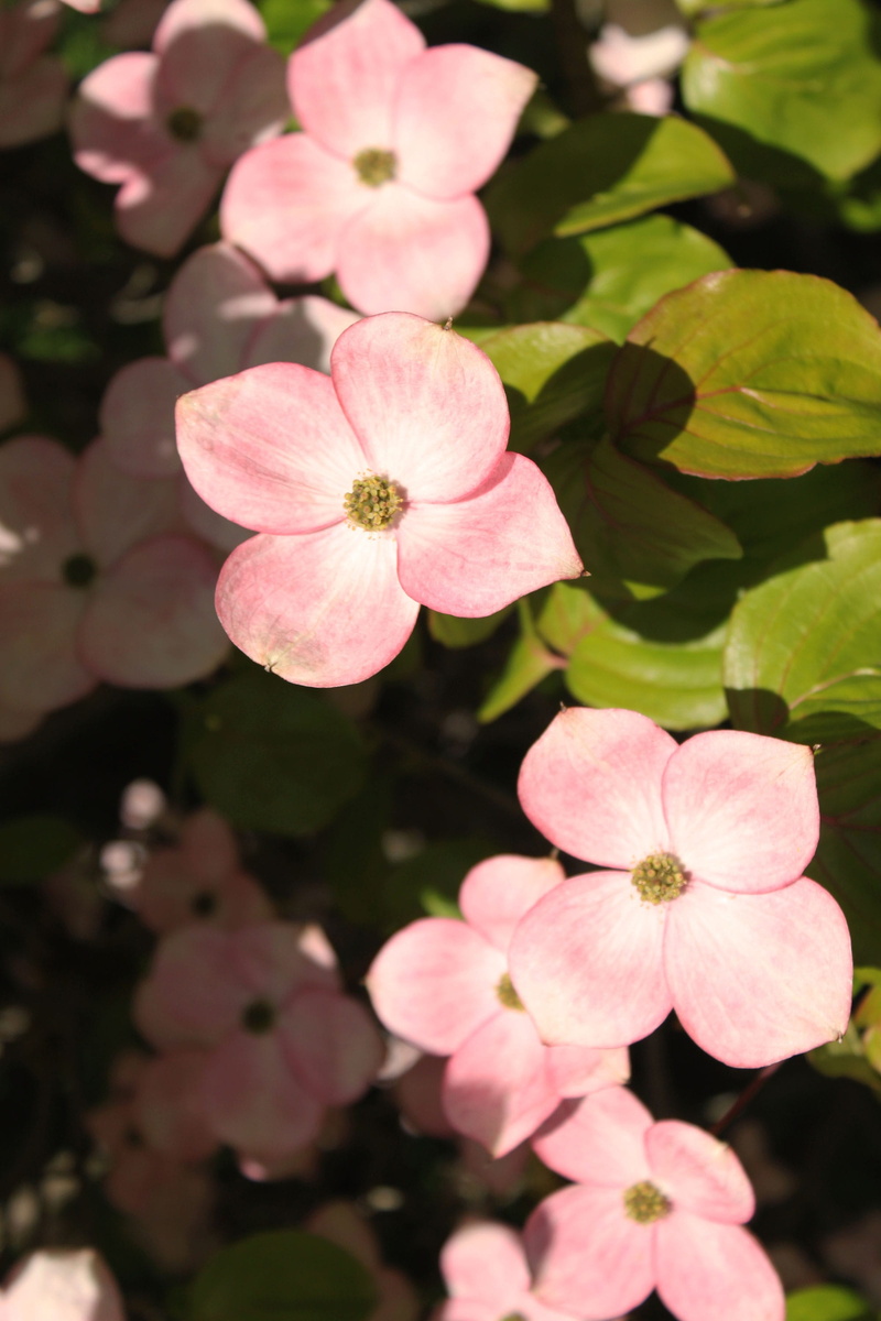 pollen, ornamental tree, green Color, 2K, Pink, freshness, leaf, green, floral, warm, weddings, macro, summer plant, outdoors, spring, plant, summer, flowering tree