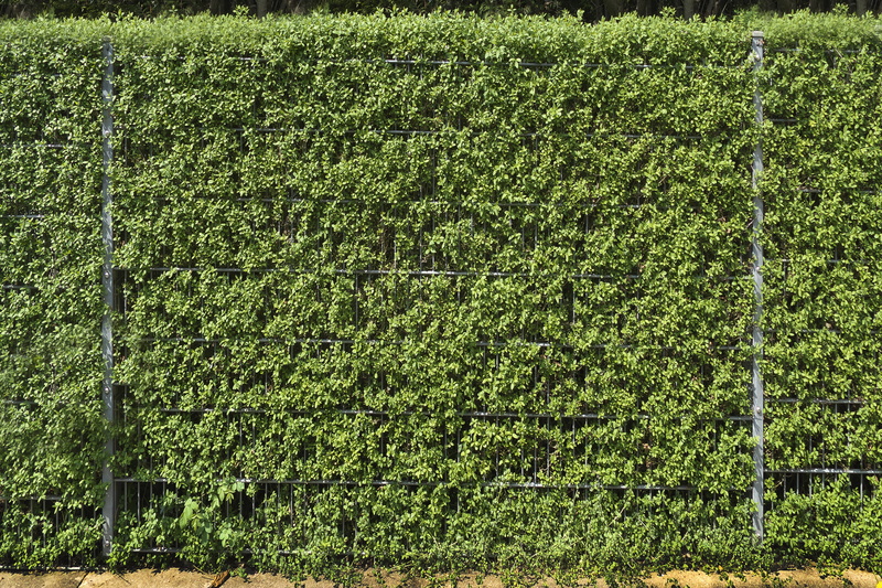 tranquility, crop, landscape, tranquil scene, high angle view, hedge, olive crop, green fence, nature, day, land, green, plant, demarcation, rural scene