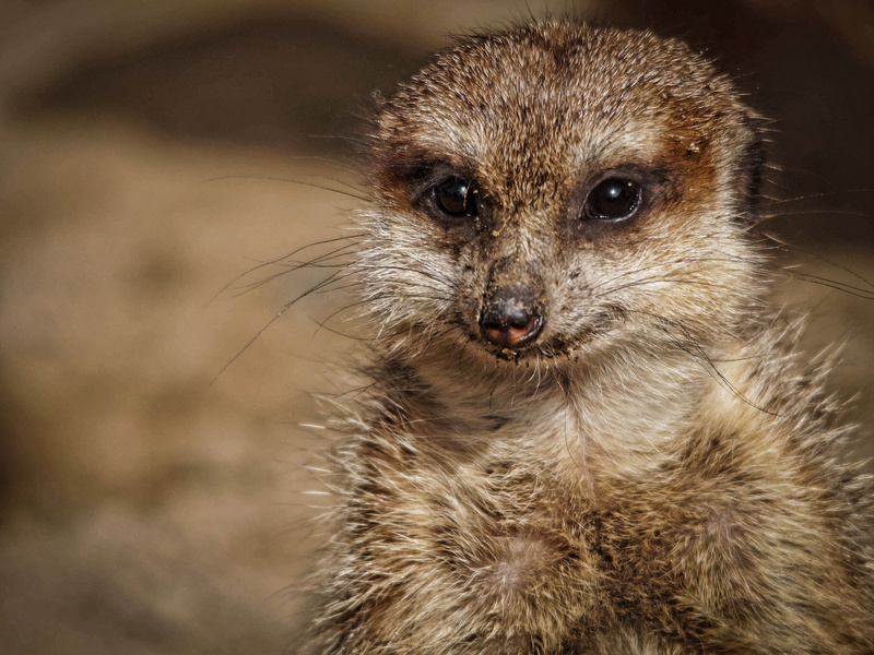 one animal, zoological garden, small, animal body part, selective, animal, meerkat, animal eye, 2K, outdoors, cute, animal head, no people, close-up, lemur