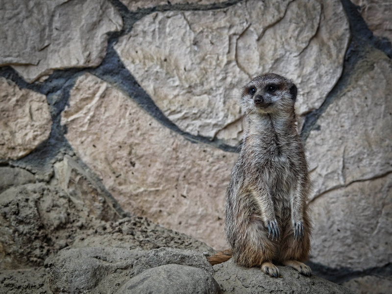 mammal, outdoors, pet, rest, vertebrate, solid, nature, 4K, animal, one animal, day, wall - building feature, olive oil, animals, animals in the wild