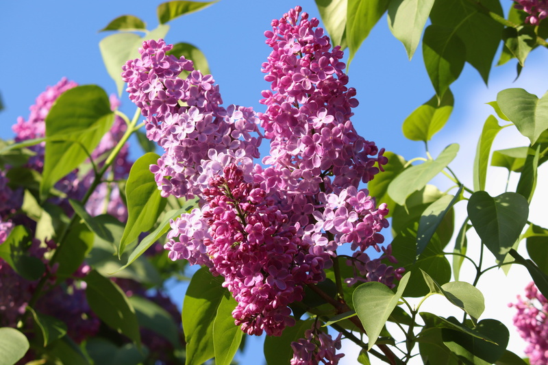 flower head, sunlight, 5K, flower, close-up, lilac bush, vulnerability, bunch of flowers, pink, petal, flora, springtime, lilac, blossom, botany, beauty in nature