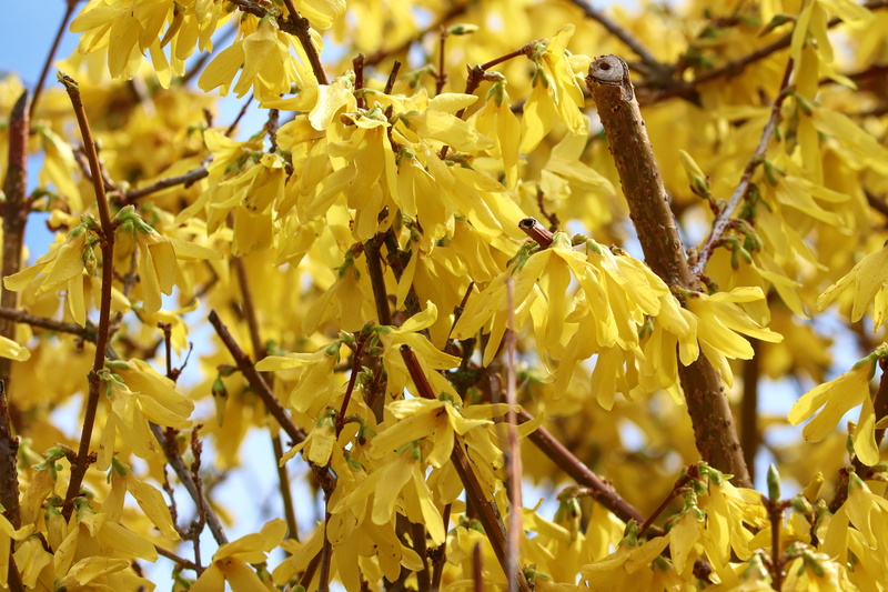no people, blossom, golden yellow, outdoors, tree, ornamental shrub, forsythia flowers, fragility, beauty in nature, vulnerability, olive crop, growth