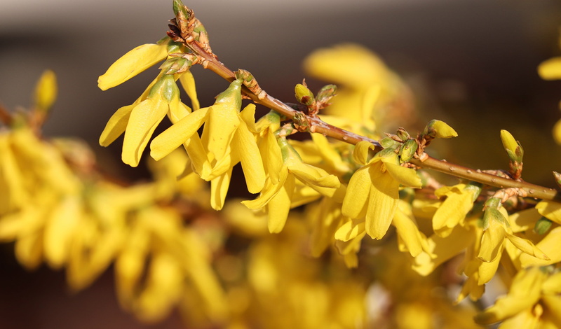 spring, ornamental shrub, springtime, invertebrate, plant, flowering plant, golden bells, golden yellow, bloom, blossom, outdoors, gold lilac, animal themes